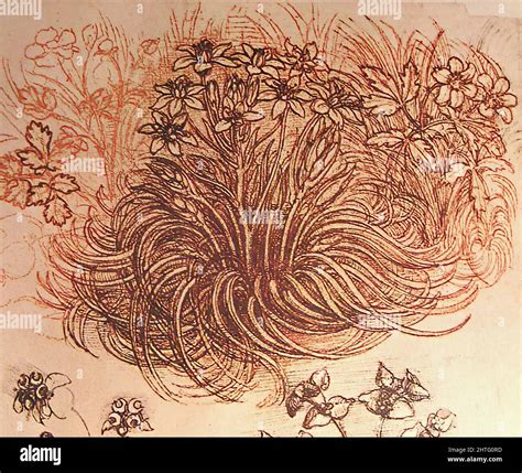 Leonardo Da Vinci Drawing Botanical Study C 1500 Stock Photo Alamy