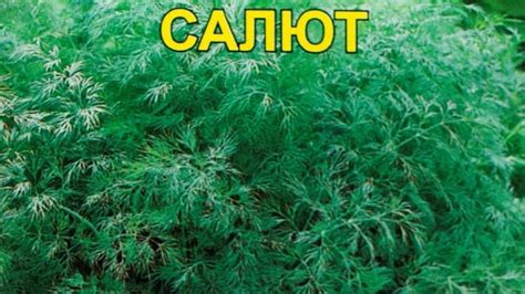 Сорта укропа: описание и фото лучших видов на зелень и зонтики (Мамонт ...