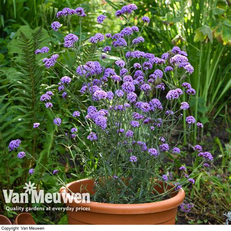 Verbena bonariensis 'Royal Dreams' | Van Meuwen