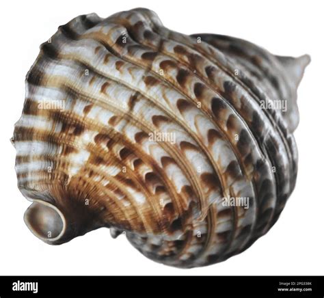 An Atlantic Tritons Trumpet Charonia Variegata Sea Shell Isolated