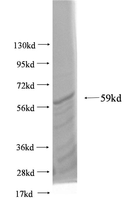 NUP133 Fusion Protein Ag3100 Proteintech