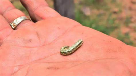 Conoce La Enfermedad Del Gusano Barrenador Que Ha Causado Muerte De