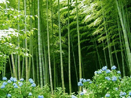 Chinese Bamboo Culture