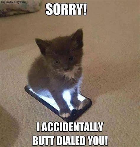 20 Adorable Kitten Memes To Cheer Up Your Day