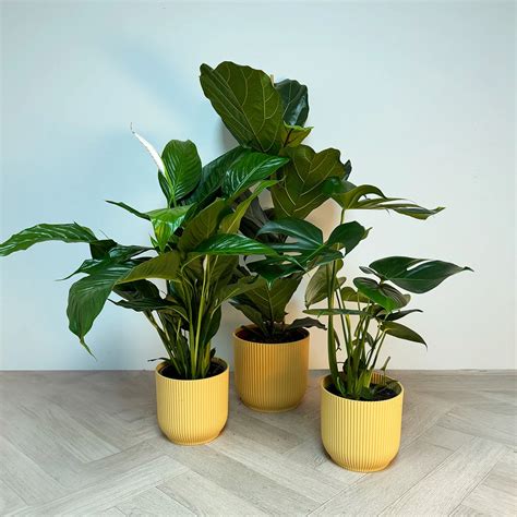 3 Indoor Plants - Lily Yellow Collection - The Boma Garden Centre