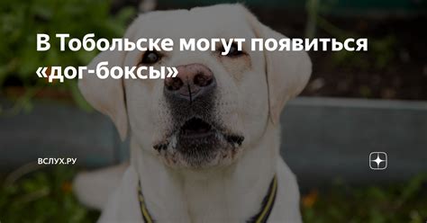 В Тобольске могут появиться «дог-боксы» | Вслух.ру | Дзен