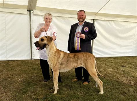 Great Dane Dog Show Myrtle Beach at Timothy Samons blog