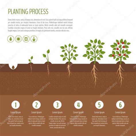 planting tree process infographic tree growth bush vegetables growth