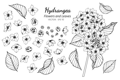 Collection Of Hydrangea Flowers And Leaves 701795 Vector Art At Vecteezy