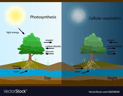 Photosynthesis process diagram Royalty Free Vector Image