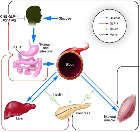 Jci New Ways In Which Glp 1 Can Regulate Glucose Homeostasis