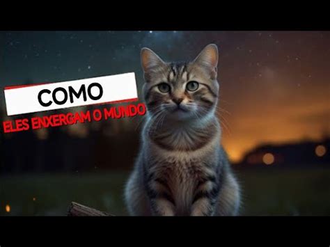 Desvendando Os Segredos Da Vis O Felina Como Os Gatos Enxergam O Mundo