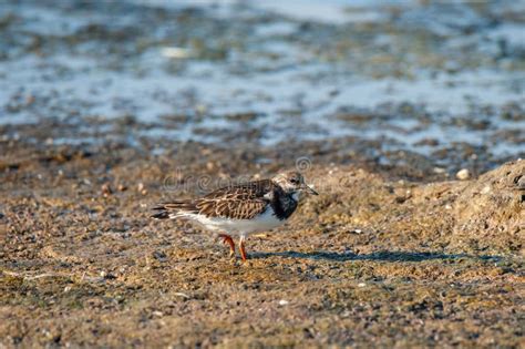 Foraging Ruddy Turnstone Wading Bird Arenaria Interpres Along The