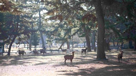 Nara Park - Travel in Japan