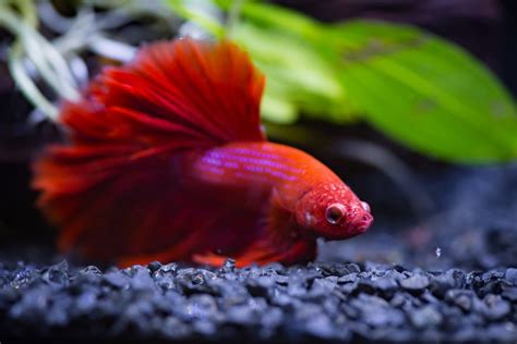 How To Acclimate Transfer A Betta Successfully Best Methods