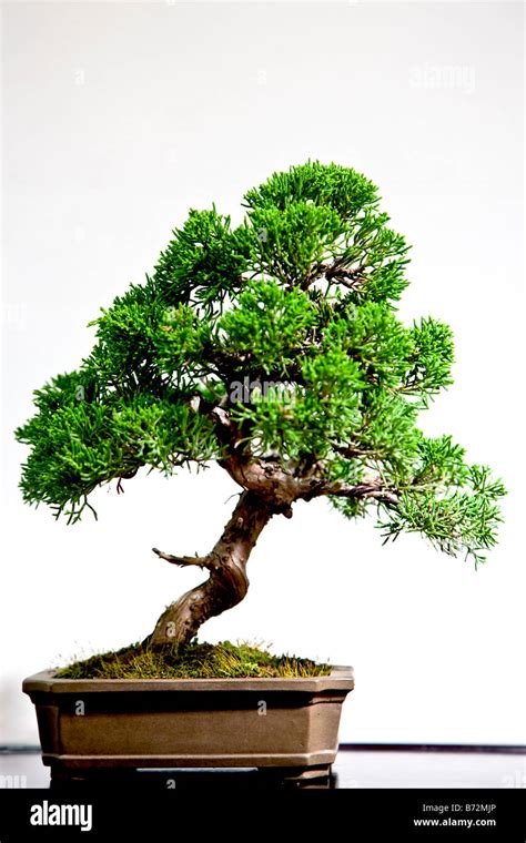 Bonsai Hi Res Stock Photography And Images Alamy