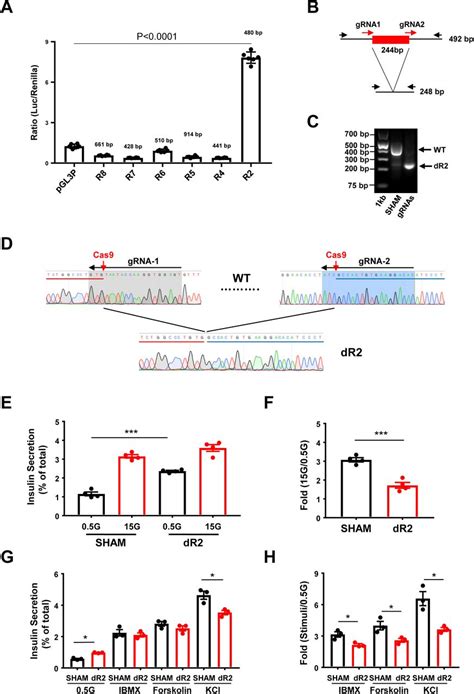 Endoc βh1 Cells Thermo Fisher Bioz