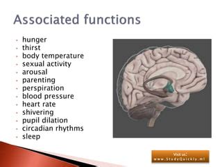 Hypothalamus | PPT