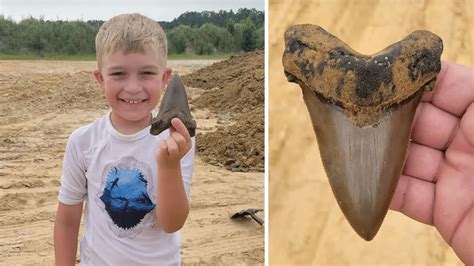 Kid Finds Giant Shark Tooth Thats Likely 25 Million Years Old