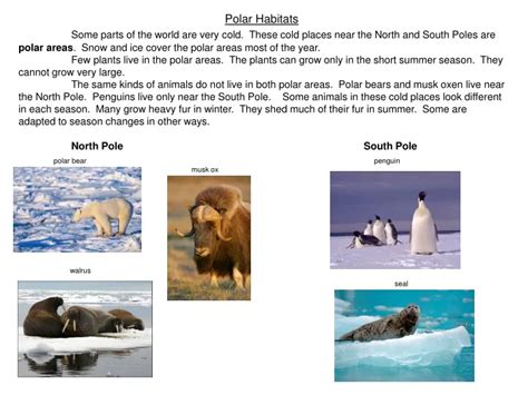 PPT - Polar Habitats PowerPoint Presentation, free download - ID:9362320