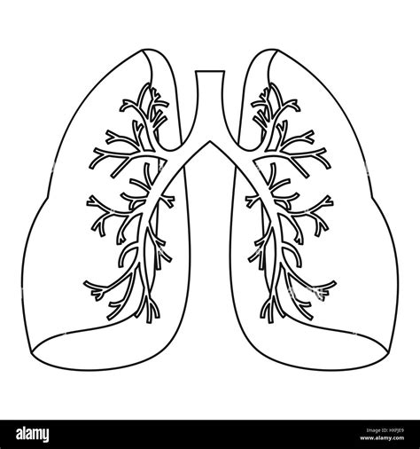 Esquema De La Anatomia De Los Pulmones Stock De Ilustracion Imagen Images