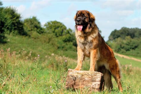 Leonberger Steckbrief Charakter Wesen Haltung