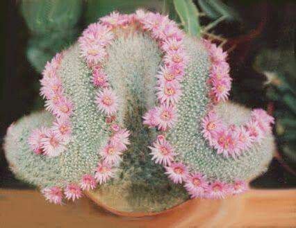 Mammillaria Pilcayensis Cristata Cactus Flower Cactus Plants Cactus