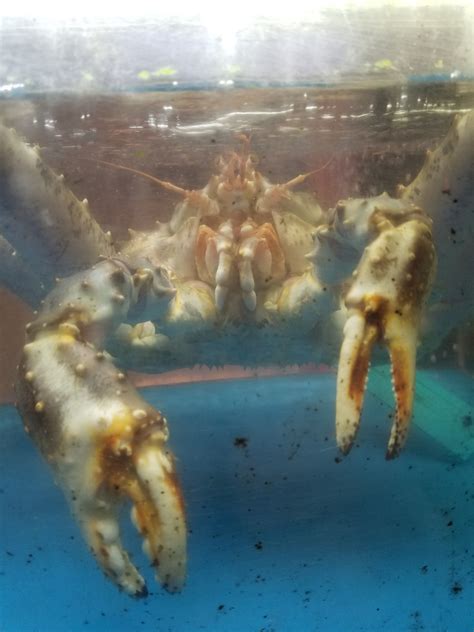 Wu’s Wonton King | Johnny Prime