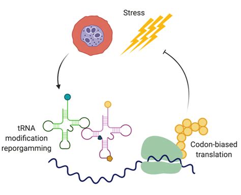 SMART breakthrough research identifies mechanism behind drug resistance ...