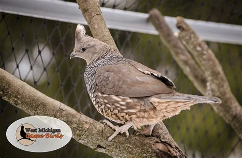 Texas Blue Scale Quail Hatching Eggs