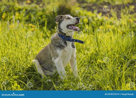 Portrait Of A Dog Sitting In The Grass Stock Photo Image Of Park