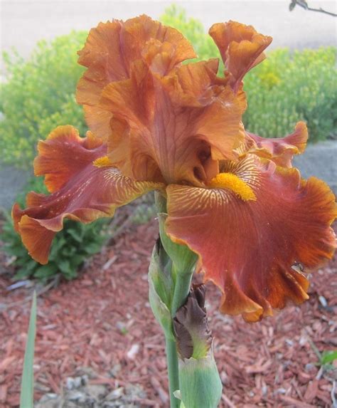 Tall Bearded Iris Iris Cayenne Pepper In The Irises Database