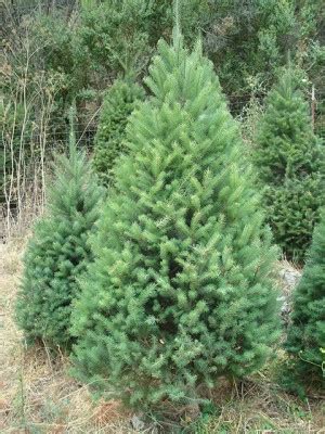Пихта корейская купить саженцы. Abies coreana | PLANTE.md