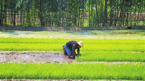 江安 高质量高标准聚力建好新时代更高水平“天府粮仓”示范区 第24版特别报道 20230608期 四川农村日报