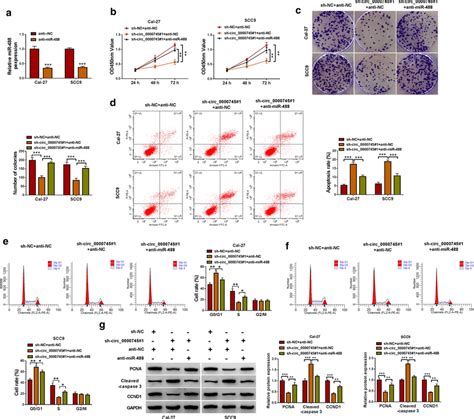 Circ 0000745 Downregulation Inhibited OSCC Development In Vitro By