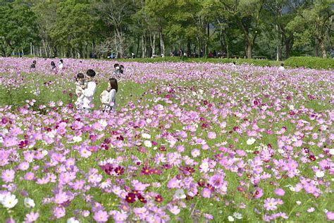 3年ぶりに復活！「コスモスまつり」高知県越知町で150万本、秋風に揺れる 会場は屋台やステージも47news（よんななニュース）：47