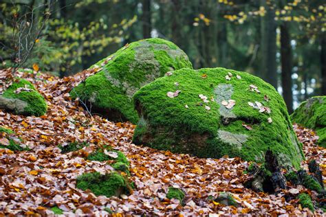 Wallpaper Landscape Forest Rock Grass Moss Stone Boulder Tree Autumn Leaf Woods