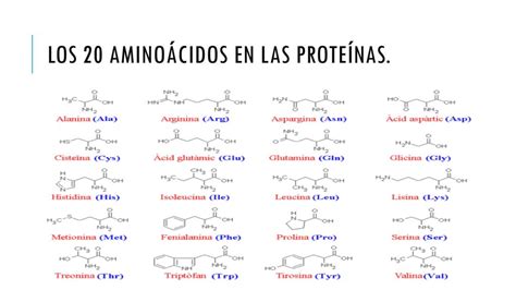 Prote Nas Y Amino Cidos Ppt Descargar