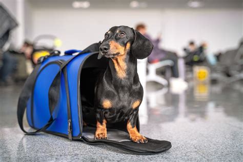 Viaje pet friendly en auto o avión consejos rápidos Sieger Guide