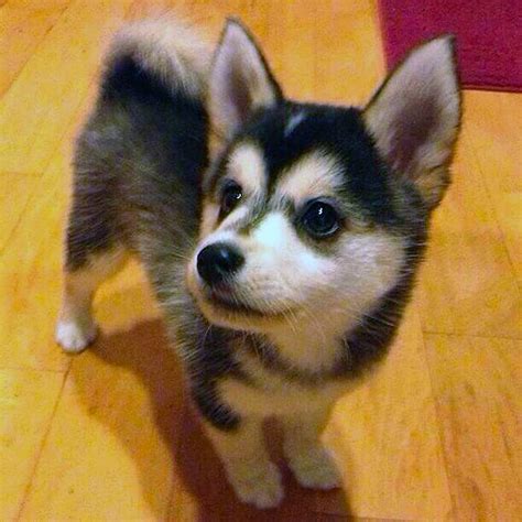 All You Need to Know About the Corgi Husky Mix