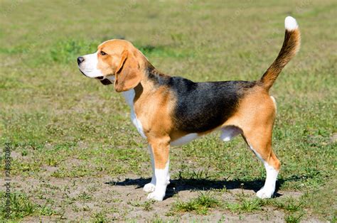 Beautiful Tri-color Beagle Puppy Sitting On The Green, 43% OFF