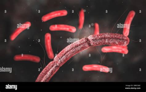 Science Photo Of Bacteria Escherichia Coli Also Known As E Coli Is A Gram Negative