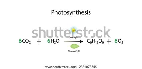 Photosynthesis Process Photosynthesis Equation Formula Biology Stock Vector (Royalty Free ...