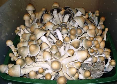 Magic Mushroom P Cubensis 10cc Spore Syringe Any Strain