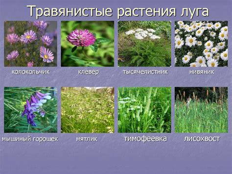 Травянистые Растения Картинки Для Детей — Картинки фотографии