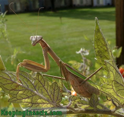 Chinese Mantis praying mantis | Keeping Insects