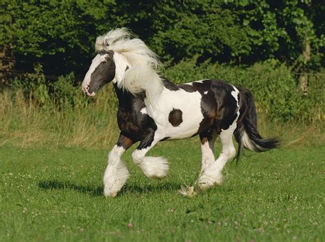 An Introduction To Cob Horses