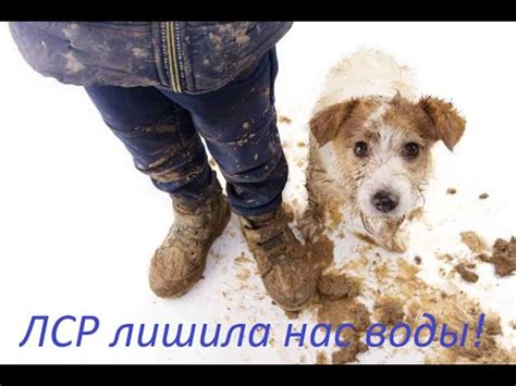 Пошли с собакой гулять и - YouTube