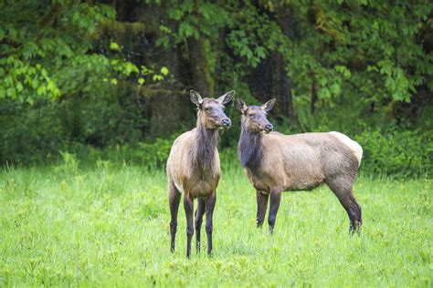 Roosevelt Elk Hoh Rainforest Meadow Olympic National Park Flickr