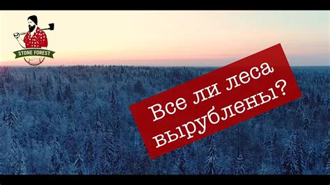 ЛИСТВЕННИЦА СИБИРСКАЯ. ЛИСТВЕННИЦА УРАЛЬСКАЯ. ГДЕ РАСТЕТ ЛИСТВЕННИЦА ...